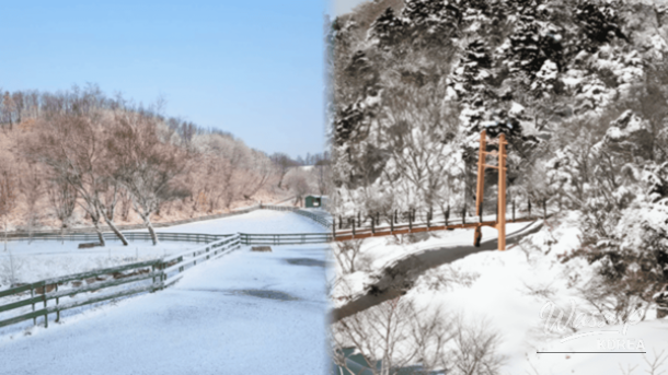 Snow covered hills of Daegwallyeong Sheep Farm resembling a winter painting