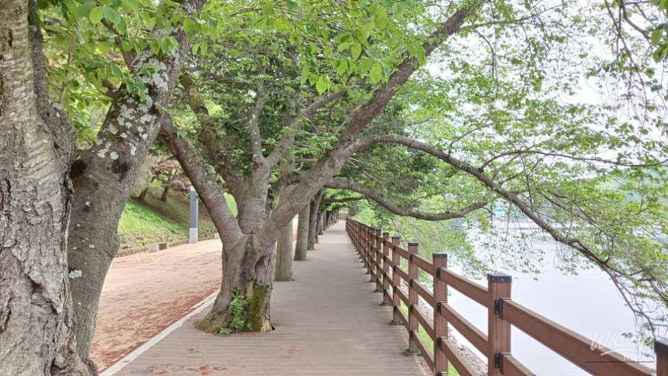 Spring Strolls Along the Andong Lakeside Trail_04