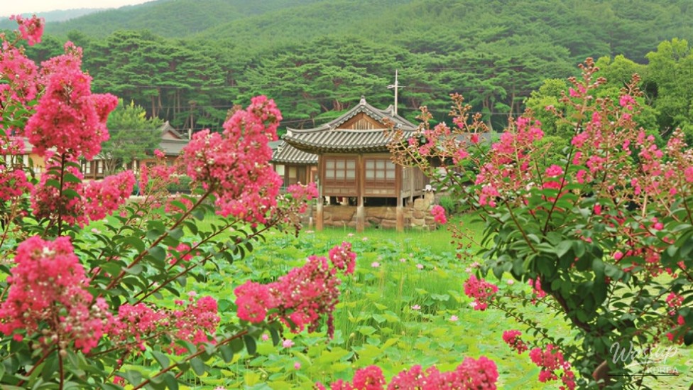 Exploring Seochulji: A Hidden Gem in Gyeongju_03
