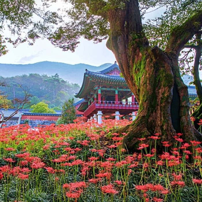 Aerial view of the winding Manggari Red Clay Path surrounded by lush green forests near Wanju County Office